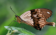 Saharan swallowtail (male, Papilo dardanus)